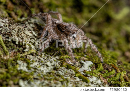 adult male jumping spider 75980480