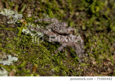 adult male jumping spider 75980482