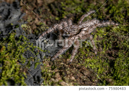 adult male jumping spider 75980483
