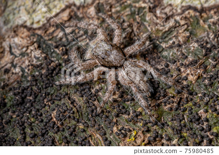 adult male jumping spider 75980485