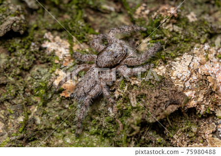 adult male jumping spider adult male jumping spider 75980488