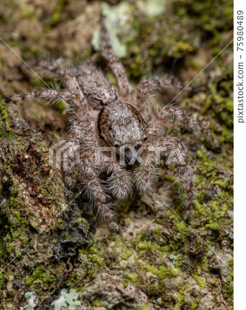 adult male jumping spider 75980489