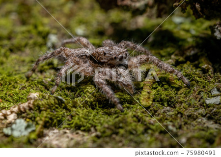 adult male jumping spider 75980491