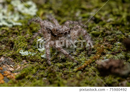 adult male jumping spider 75980492
