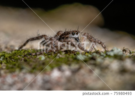 adult male jumping spider 75980493