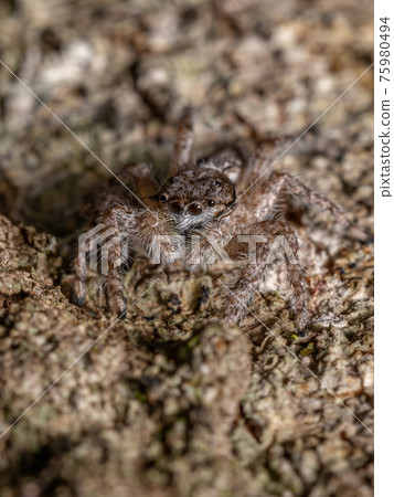 adult male jumping spider 75980494