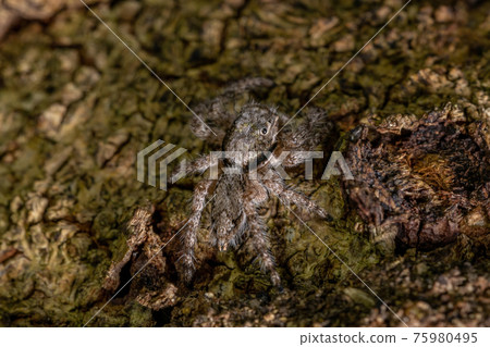 adult male jumping spider 75980495