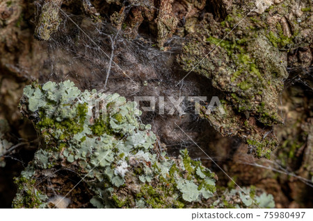 adult male jumping spider 75980497