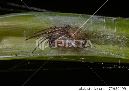 Small Classic Orbweaver Small Classic Orbweaver 75980499