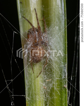 Small Classic Orbweaver 75980500
