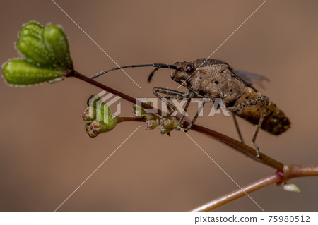 Adult Leaf-footed Bug Adult Leaf-footed Bug 75980512