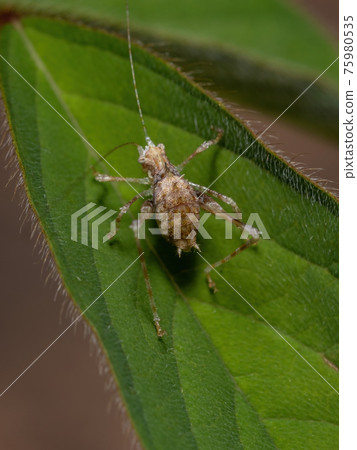 Leaf Katydid Nymph Leaf Katydid Nymph 75980535
