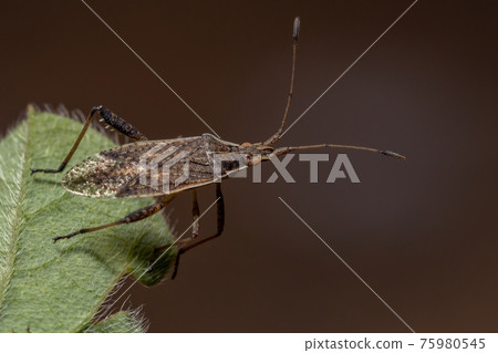 Adult Scentless Plant Bug 75980545