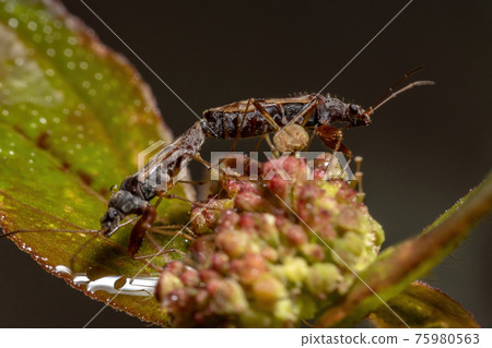 couple of  Dirt-colored Seed Bugs 75980563