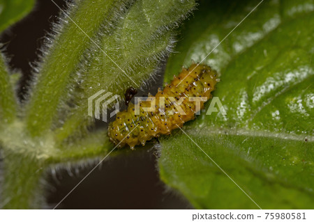 Flea Beetle Larvae 75980581