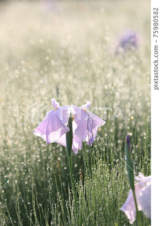 After the rain, moist irises 75980582