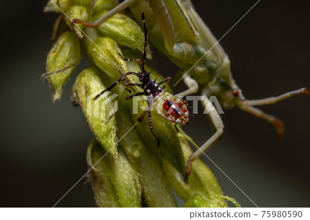 Leaf-footed Bug Nymph 75980590
