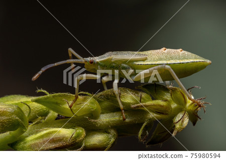 Leaf-footed Bug Nymph 75980594