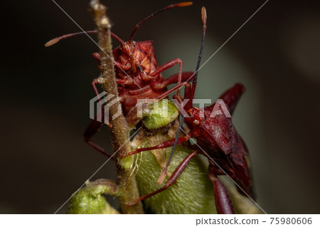 Adult Leaf-footed Bug 75980606