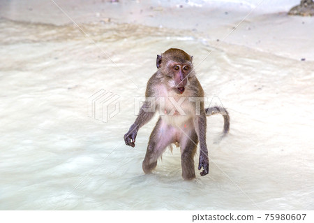 Monkey at Koh Phi Phi island 75980607