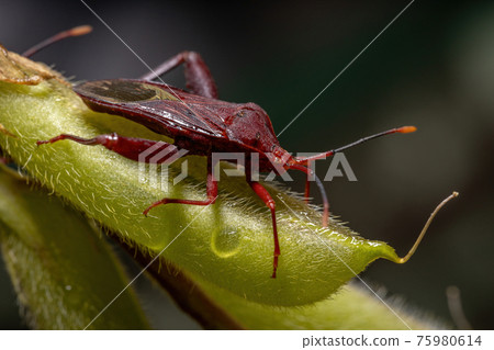 Adult Leaf-footed Bug Adult Leaf-footed Bug 75980614