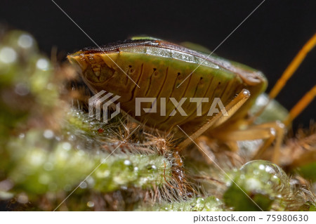 Adult Stink Bug Adult Stink Bug 75980630
