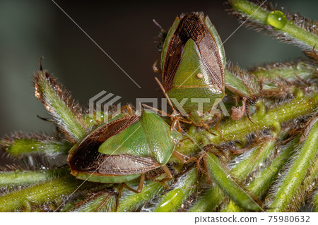 Adult Stink Bug Adult Stink Bug 75980632