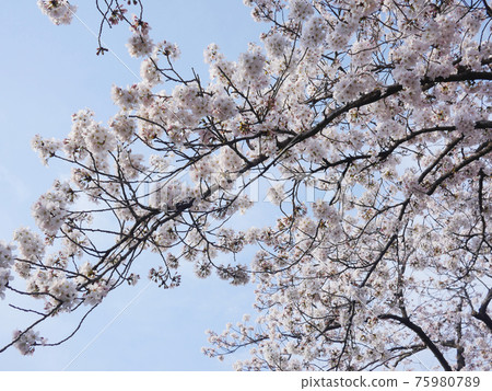 Cherry Blossom 75980789