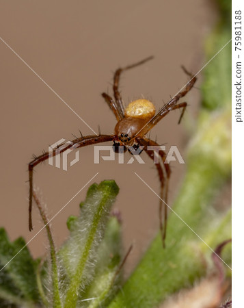 Male Silver Garden Orbweaver Male Silver Garden Orbweaver 75981188