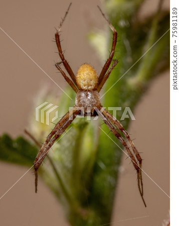 Male Silver Garden Orbweaver Male Silver Garden Orbweaver 75981189
