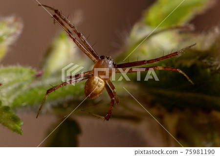 Male Silver Garden Orbweaver 75981190