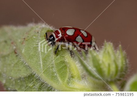 Adult Flea Beetle 75981195