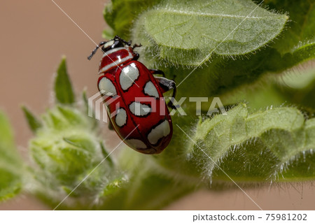 Adult Flea Beetle 75981202