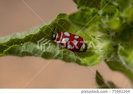 Adult Flea Beetle 75981204
