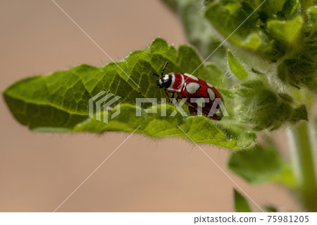Adult Flea Beetle 75981205