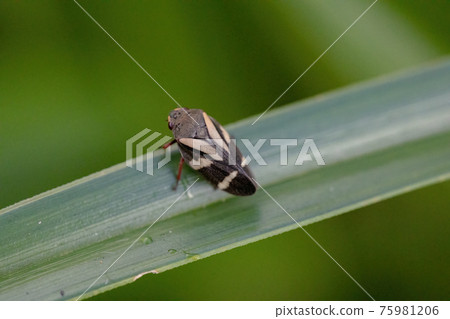 Adult Froghopper Insect 75981206