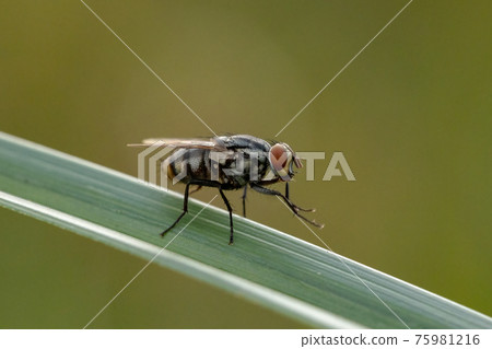 Adult Flesh Fly Adult Flesh Fly 75981216