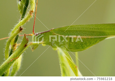 Adult Female haneropterine Katydid Adult Female haneropterine Katydid 75981218
