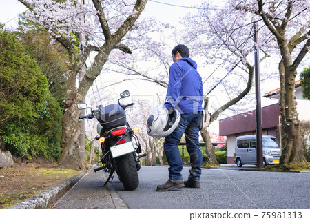 櫻花樹隧道自行車遊覽靜岡縣伊東市八幡野 櫻花樹隧道自行車遊覽靜岡縣伊東市八幡野 75981313