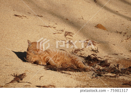 Stray cat of tea tabby lying on a mountain of rice husks Stray cat of tea tabby lying on a mountain of rice husks 75981317