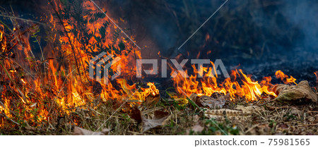 Forest fire in northern Thailand. 75981565