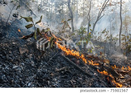 Forest after a fire . Trees that are severely damaged by fire 75981567