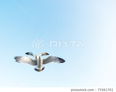 海鷗在天空中飛翔。 海鷗在天空中飛翔。 75981701