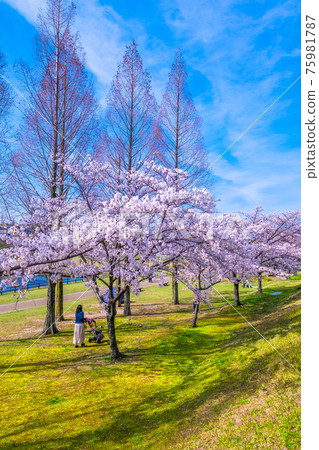 Uchiagegawachisui Ryokuchi Sakura Uchiagegawachisui Ryokuchi Sakura 75981787