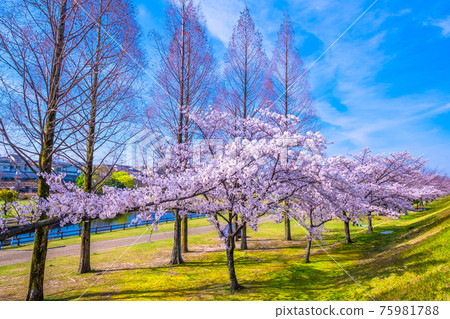Uchiagegawachisui Ryokuchi Sakura Uchiagegawachisui Ryokuchi Sakura 75981788