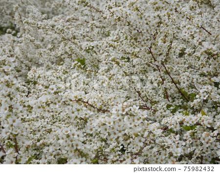 Spirea 'Baby's Breath