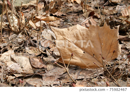 Dead leaves, fallen leaves, plants, leaves, nature, autumn 75982467