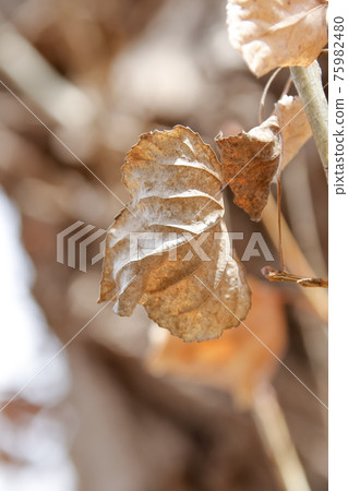 Dead leaves, fallen leaves, plants, leaves, nature, autumn 75982480