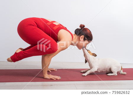 Caucasian woman practices yoga in a red bodysuit with her dog Jack Russell Terrier on a white background. The girl stands in the bokasana pose 75982632