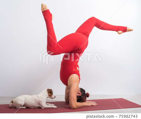 Caucasian woman practices yoga in a red bodysuit with her dog Jack Russell Terrier on a white background. The girl stands in the pose of pinch mayurasana 75982743